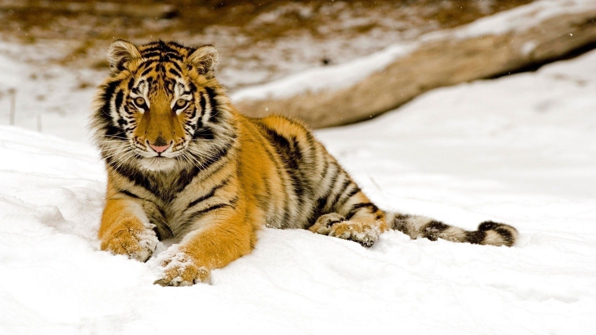 High resolution Tiger hd 1080p wallpaper ID:115595 for computer