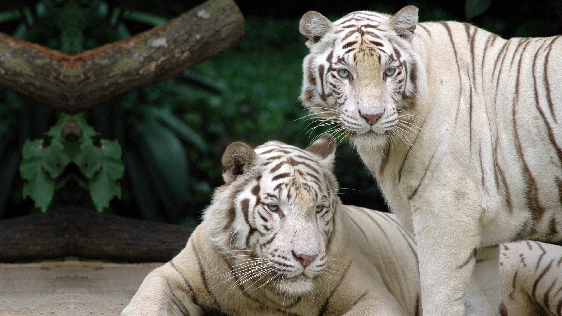 Free download White Tiger wallpaper ID:174983 1080p for PC