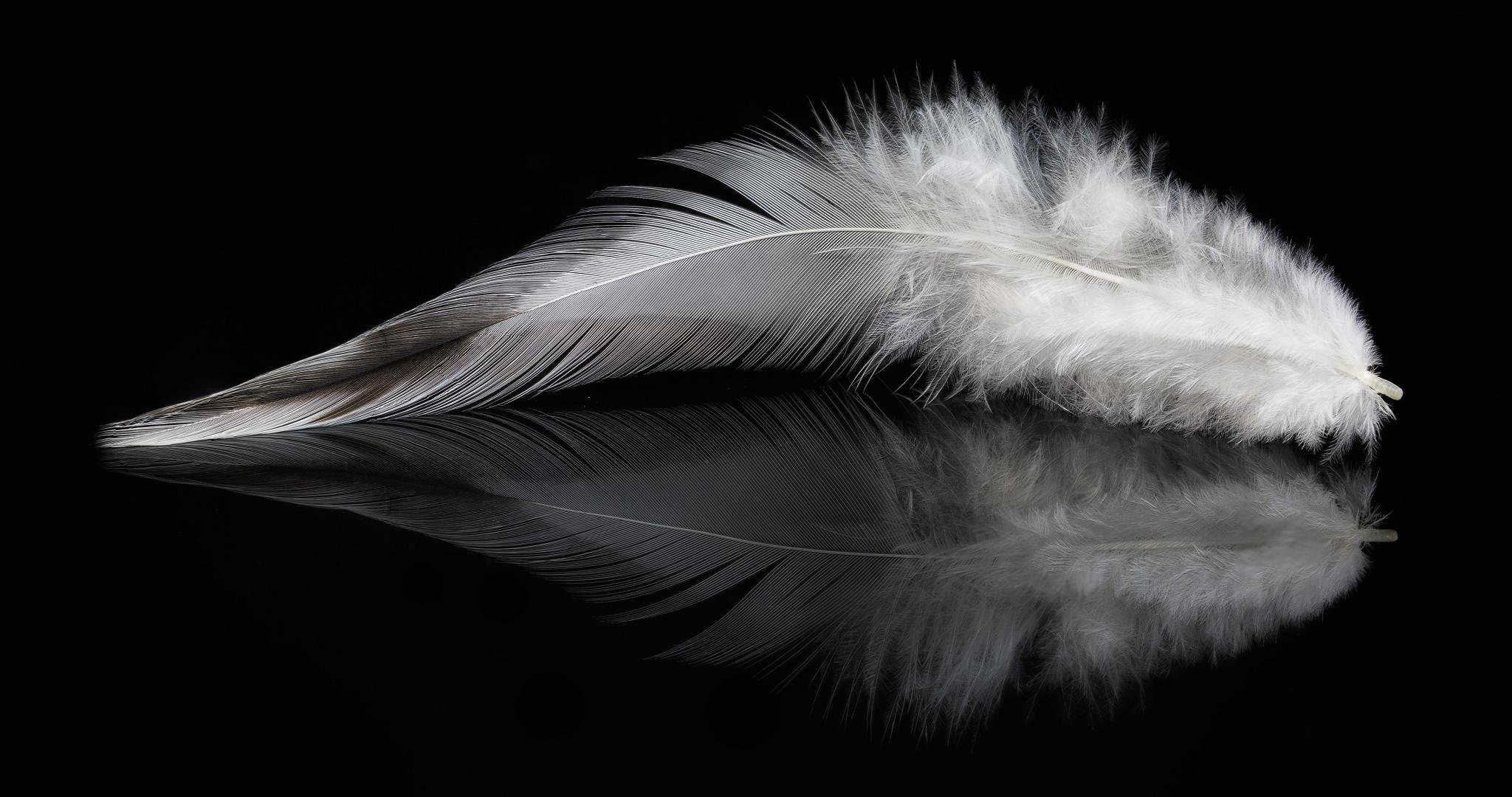 Free Feather high quality wallpaper ID:460542 for hd 2048x1080 desktop