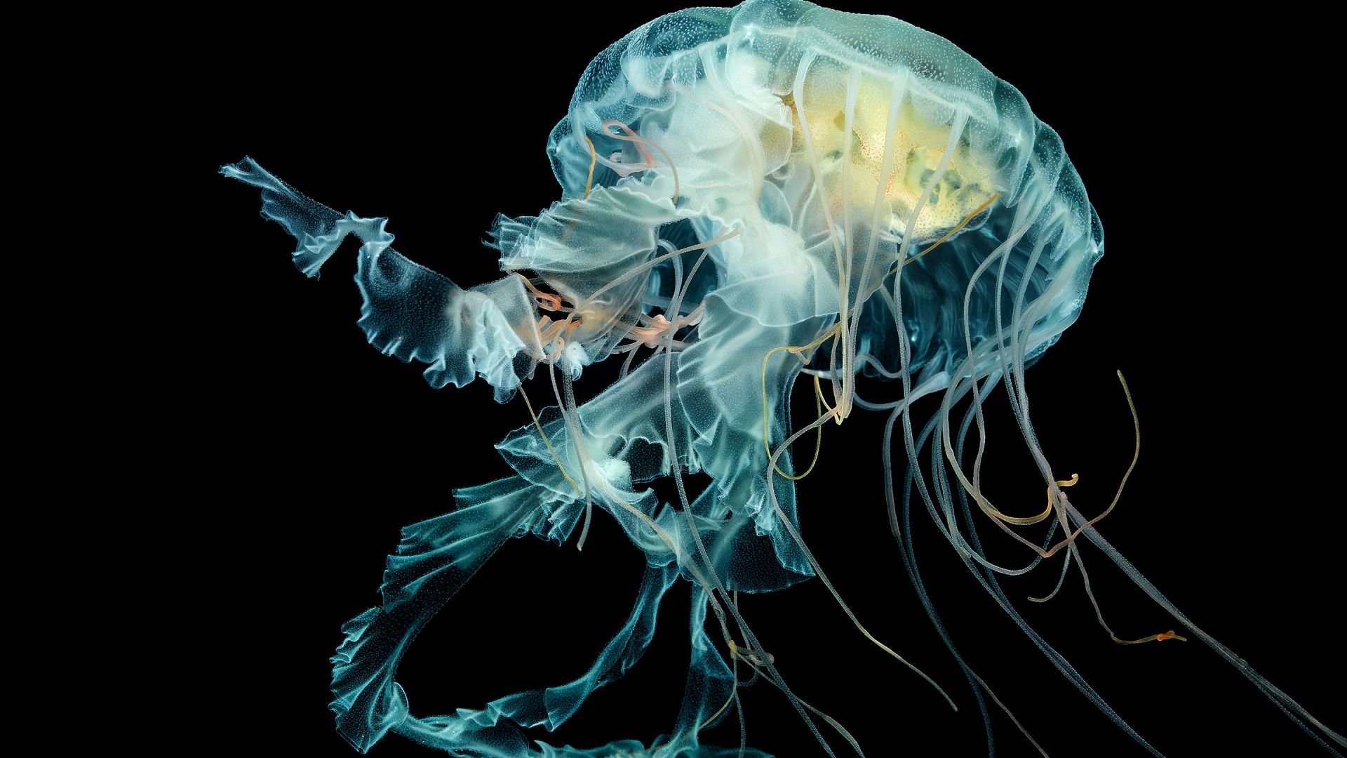 Awesome Jellyfish free wallpaper ID:199802 for 1080p desktop