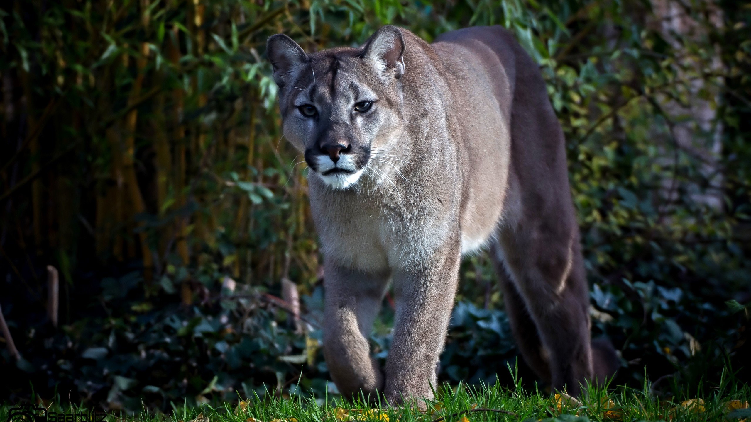 Free download Cougar wallpaper ID:81735 hd 2560x1440 for PC