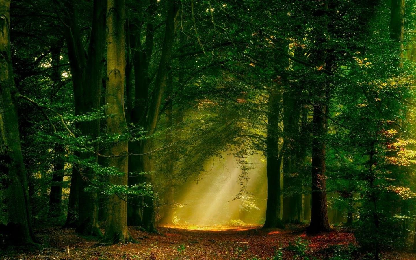 Awesome Forest free background ID:349109 for hd 1440x900 desktop