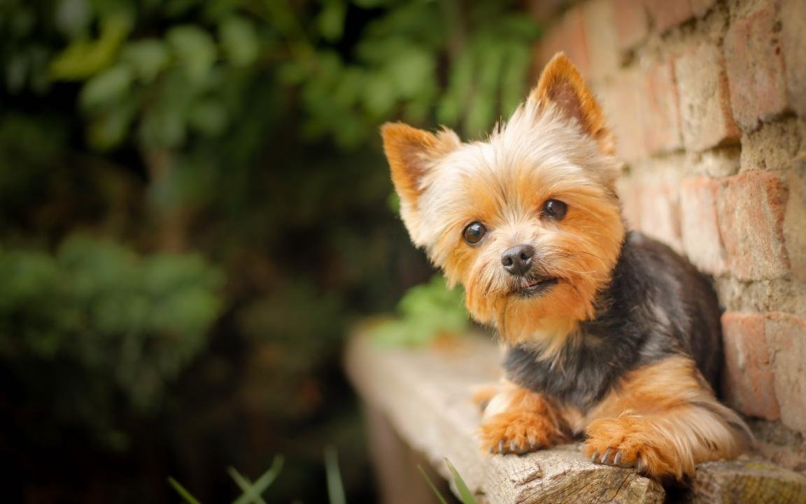 Best Yorkshire Terrier background ID:110988 for High Resolution hd 1152x720 PC