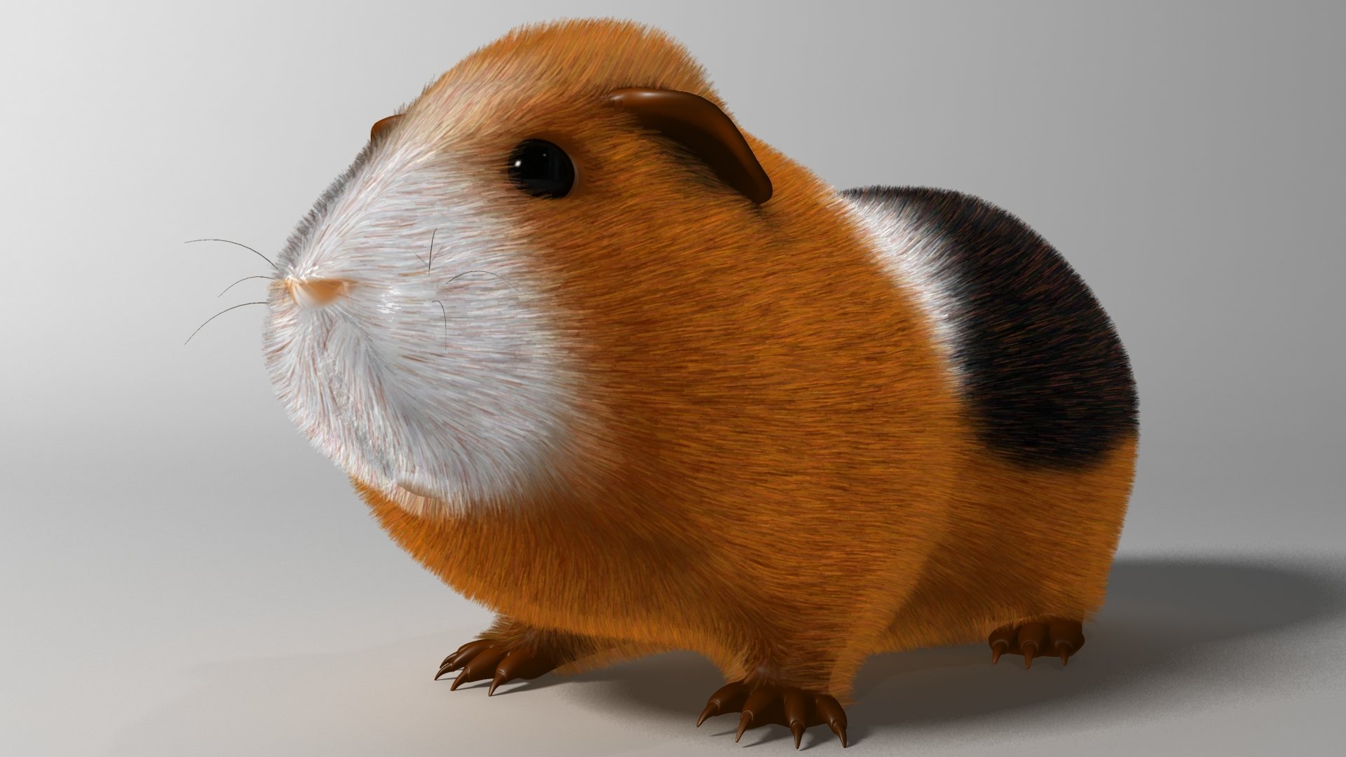 Free download Guinea Pig wallpaper ID:270957 hd 1920x1080 for computer