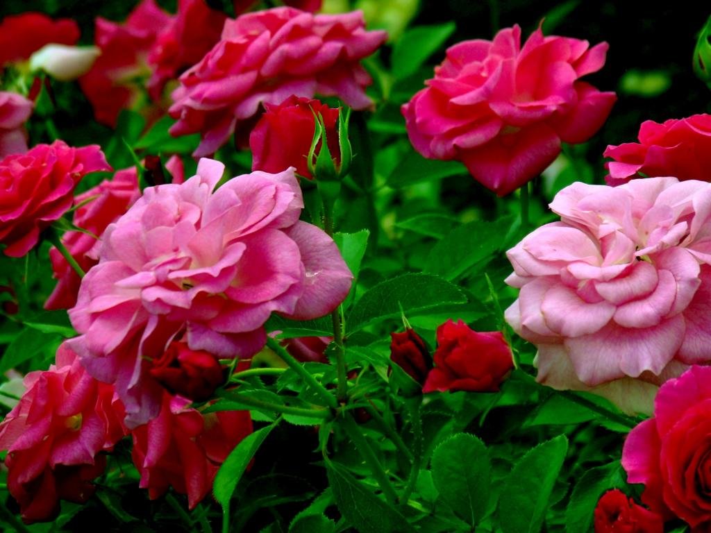 Download hd 1024x768 Rose Bush PC background ID:125583 for free