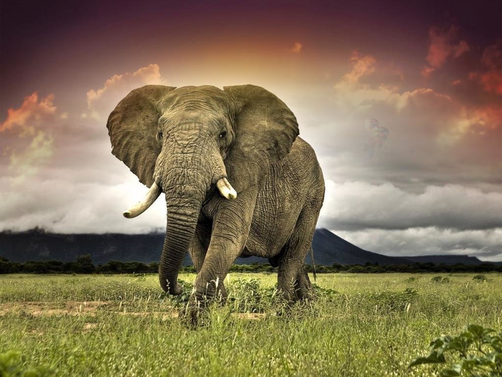 Download hd 1024x768 Elephant desktop background ID:132669 for free