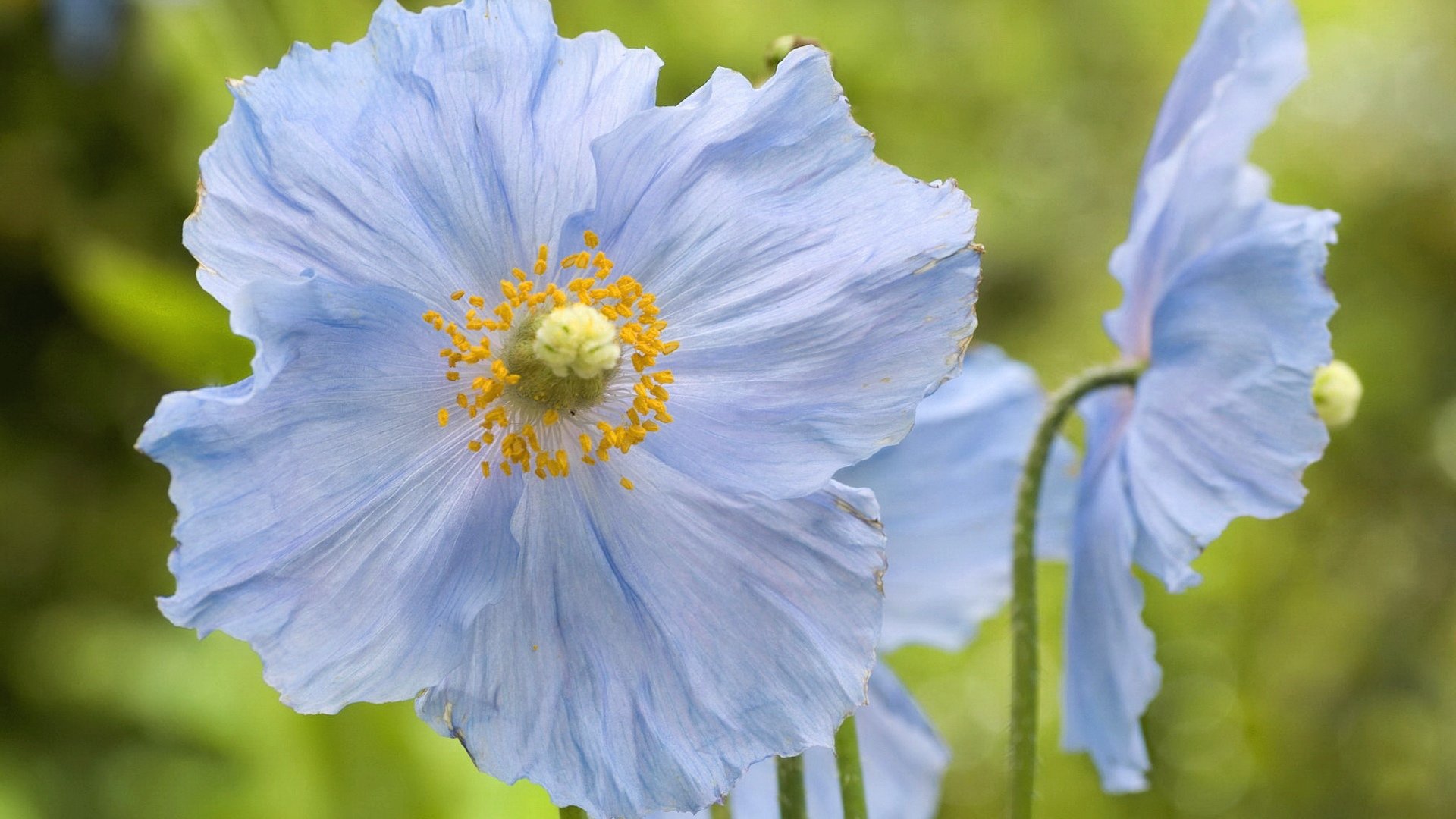 Best Poppy background ID:100027 for High Resolution hd 1920x1080 computer