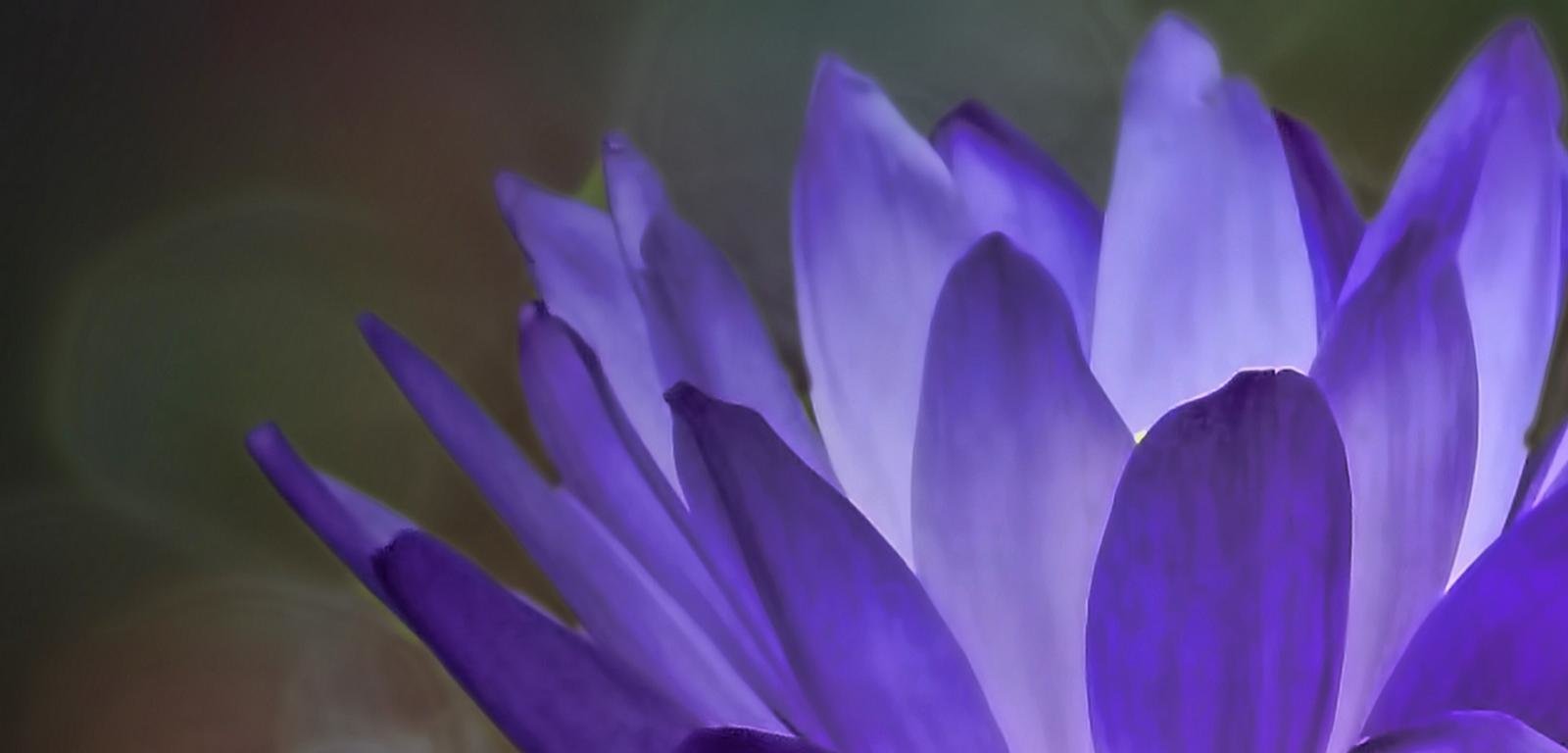 Download hd 1600x768 Water Lily PC background ID:366125 for free