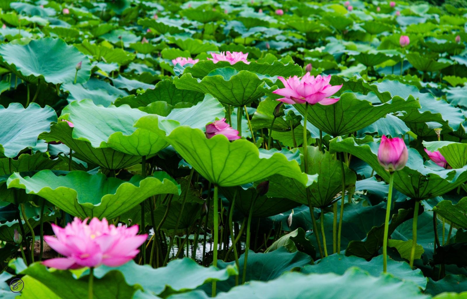 Free download Lotus flower background ID:48467 hd 1600x1024 for PC