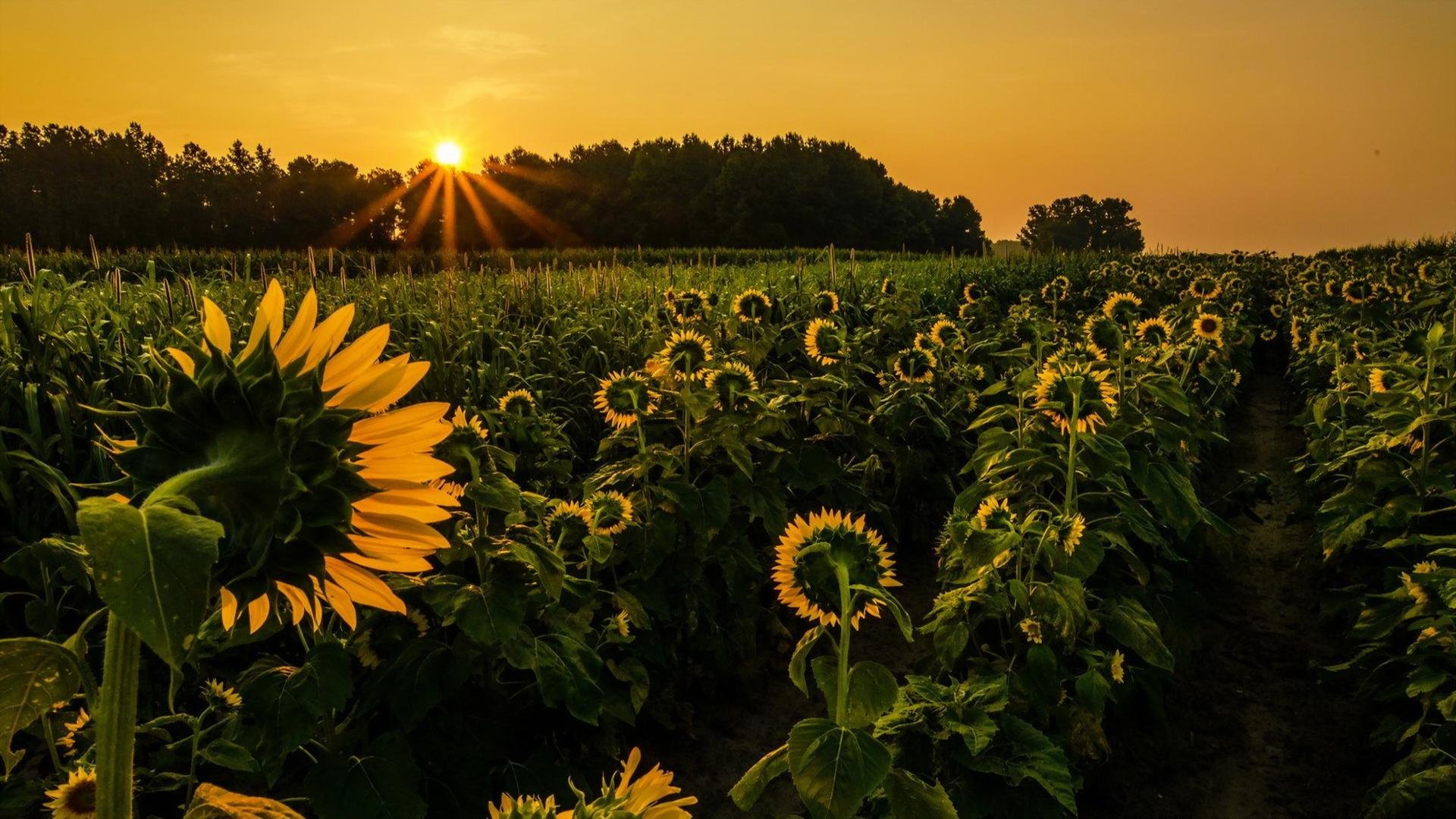 Awesome Sunflower free wallpaper ID:226393 for full hd 1920x1080 PC