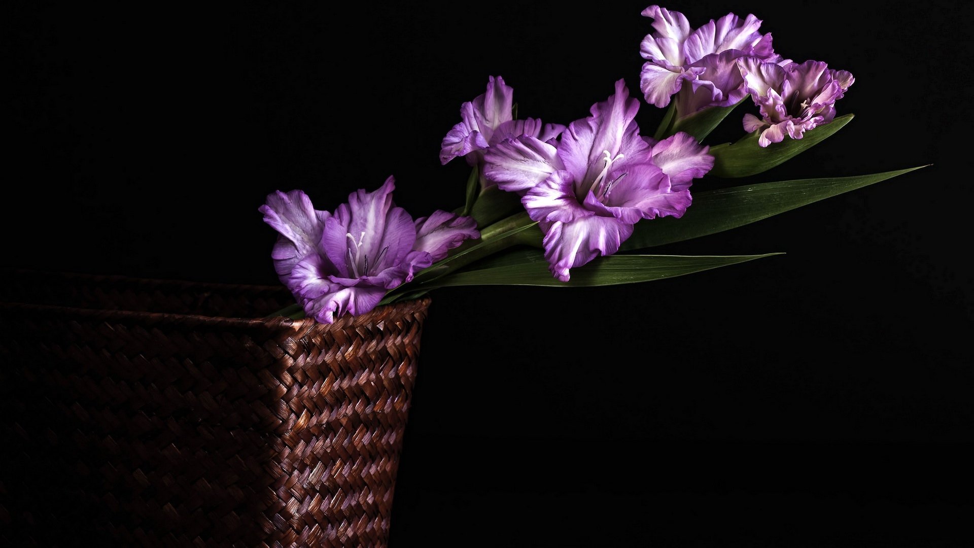 Download full hd Purple Flower desktop wallpaper ID:286208 for free