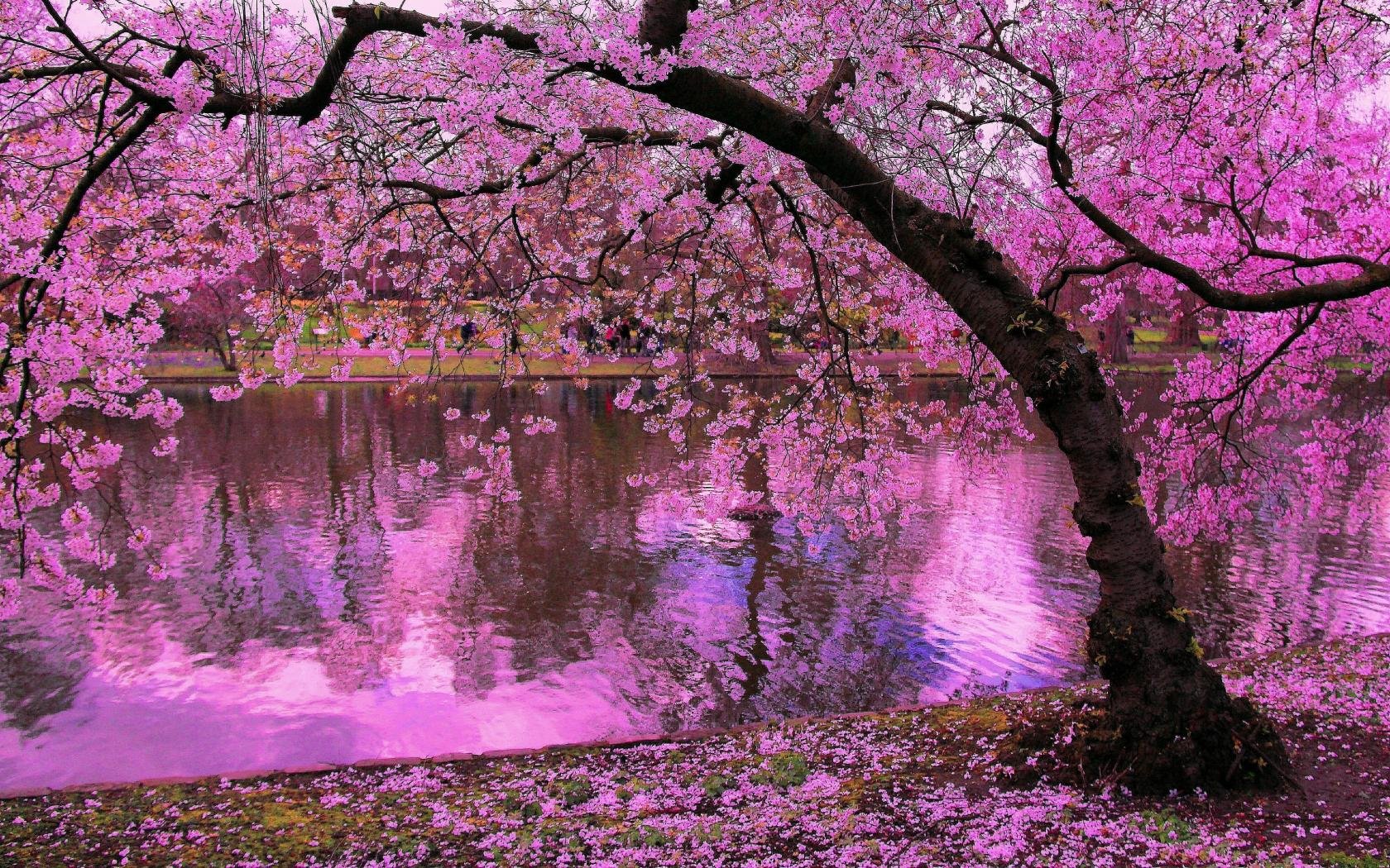 Awesome Sakura tree (Cherry Blossom) free background ID:250041 for hd 1680x1050 desktop