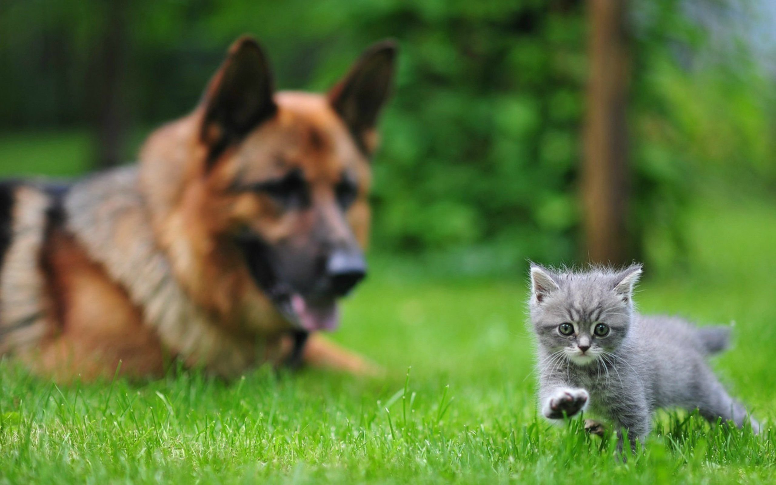 Awesome Cat and Dog free background ID:125325 for hd 2560x1600 computer