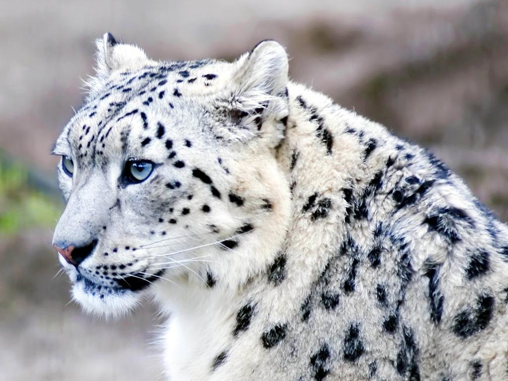 Free download Snow Leopard wallpaper ID:34548 hd 1024x768 for computer