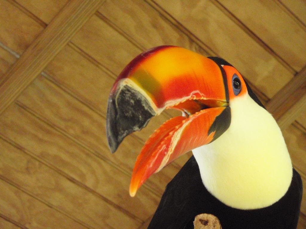 High resolution Toucan hd 1024x768 wallpaper ID:57301 for PC