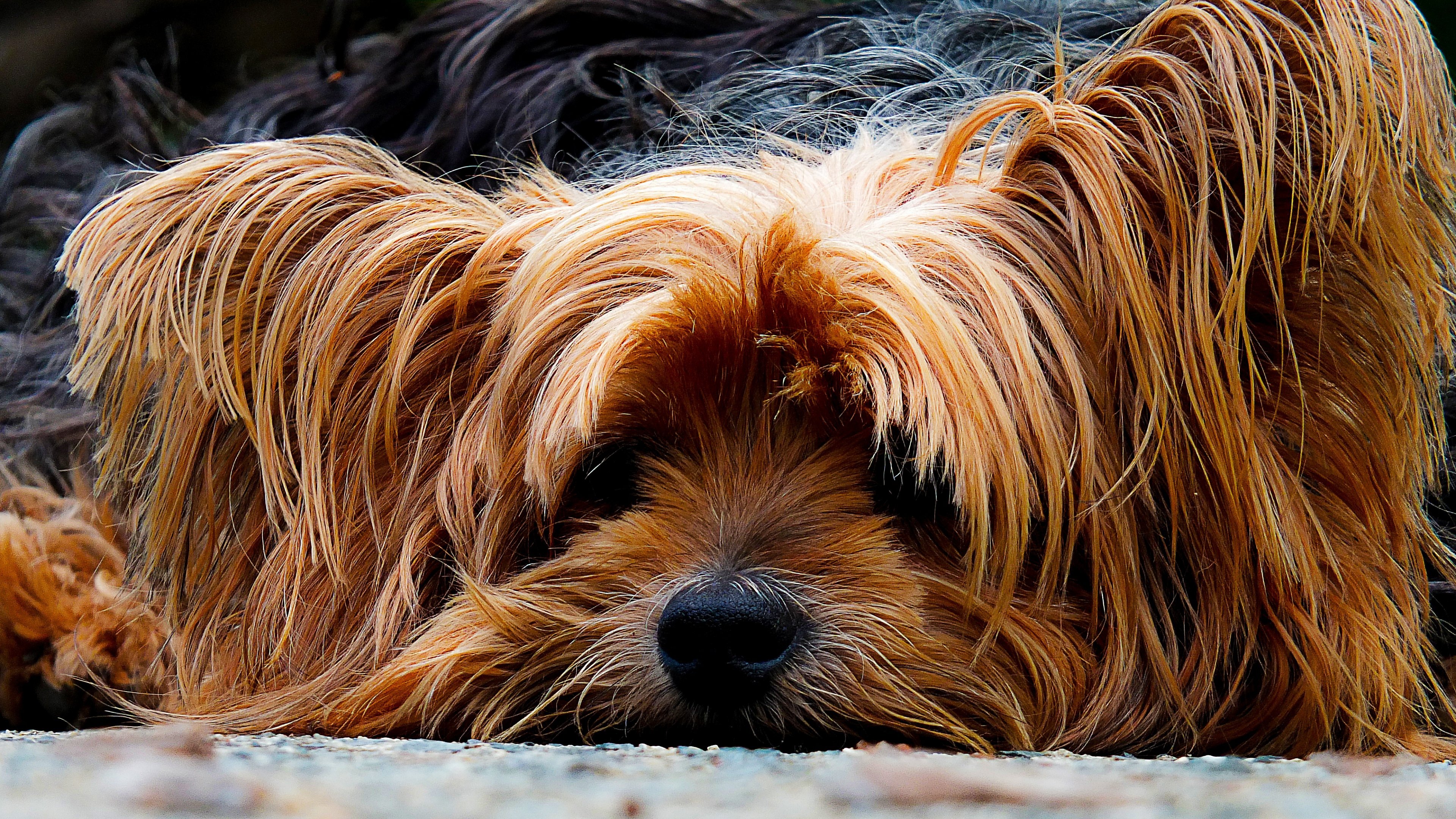 Free Yorkshire Terrier high quality background ID:110964 for 4k desktop
