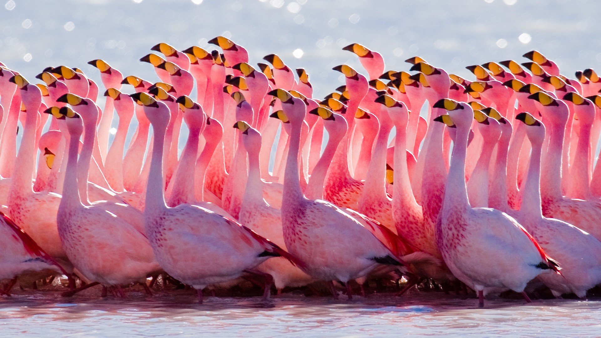 Download 1080p Flamingo computer background ID:66623 for free