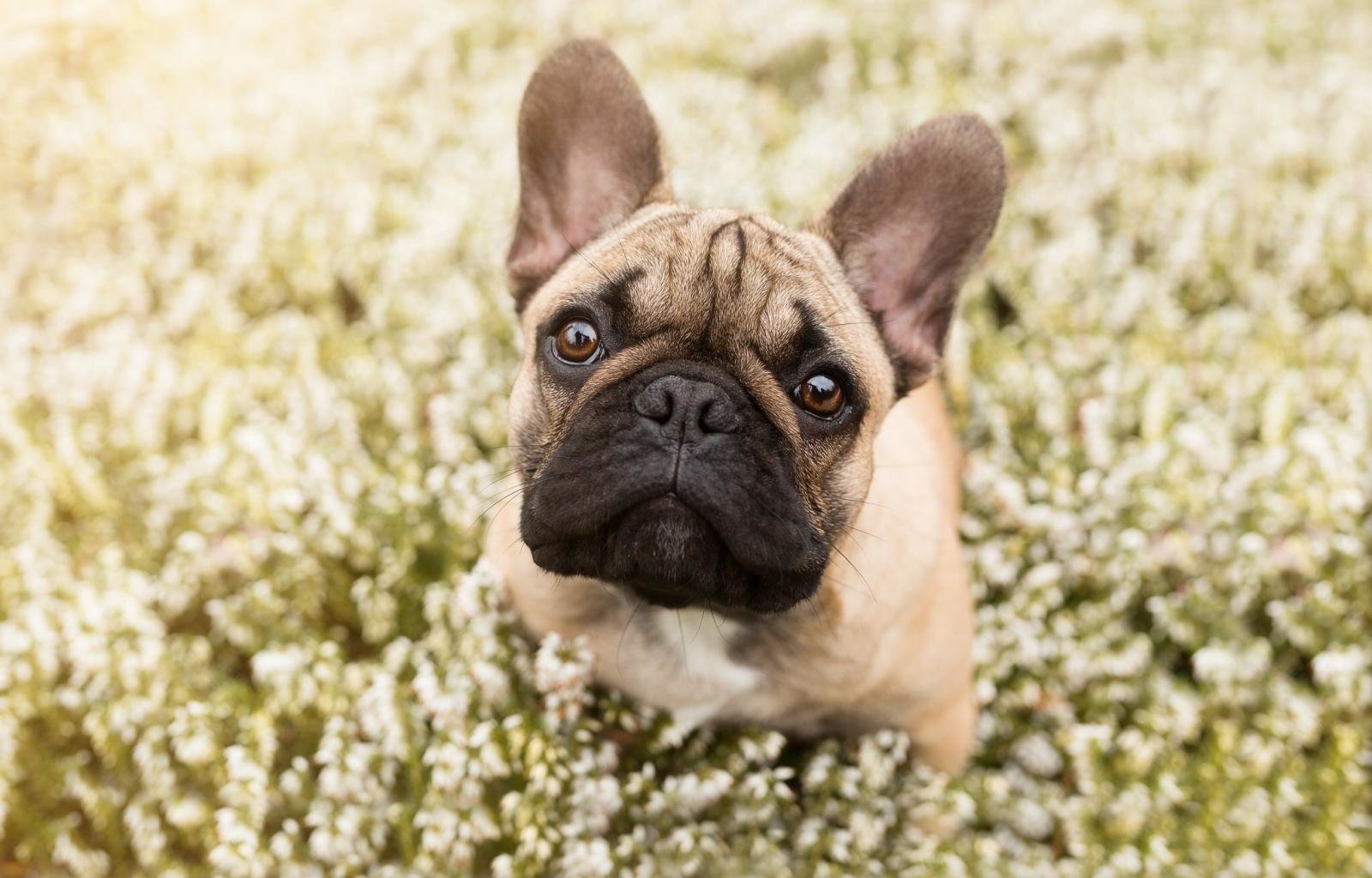 Free French Bulldog high quality background ID:28678 for hd 1600x1024 computer