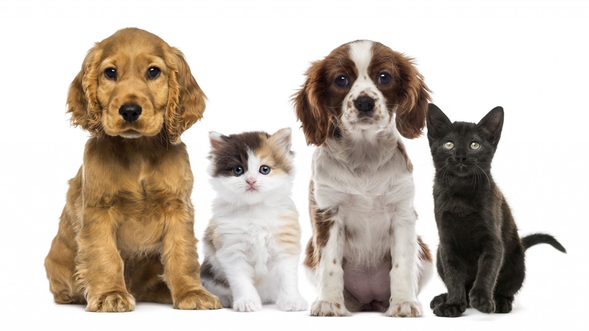Free download Cat and Dog background ID:125345 hd 2048x1152 for computer