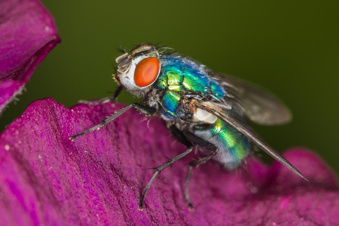 High resolution Fly hd 1152x768 wallpaper ID:275252 for PC