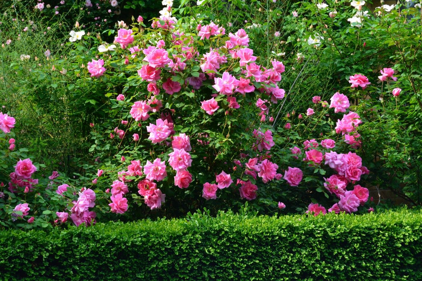 Awesome Rose Bush free background ID:125568 for hd 1440x960 desktop