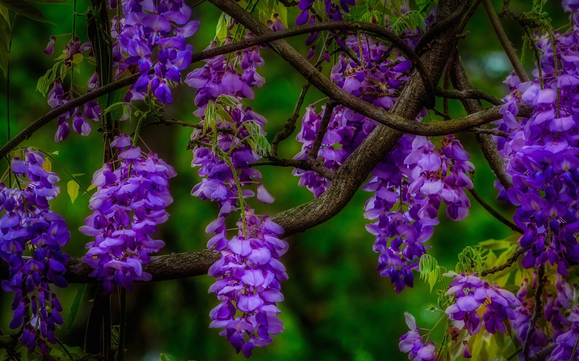 Free Wisteria high quality background ID:255028 for hd 1920x1200 computer