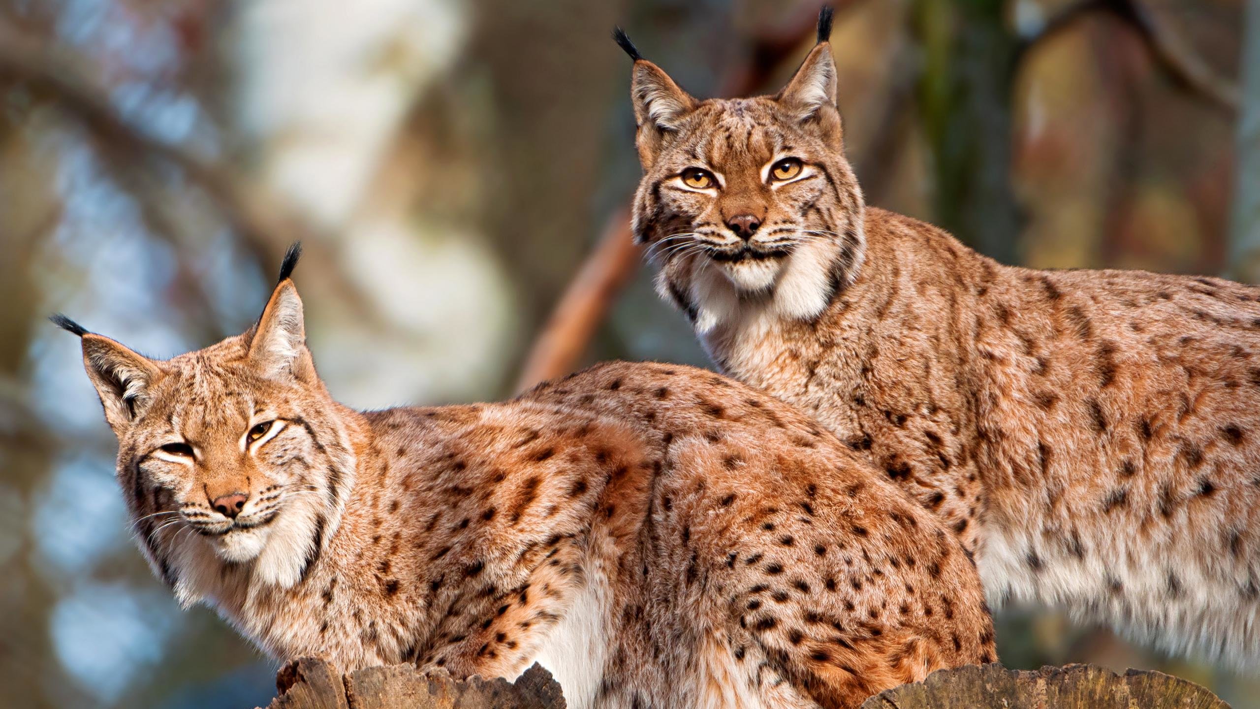 Awesome Lynx free background ID:105925 for hd 2560x1440 PC