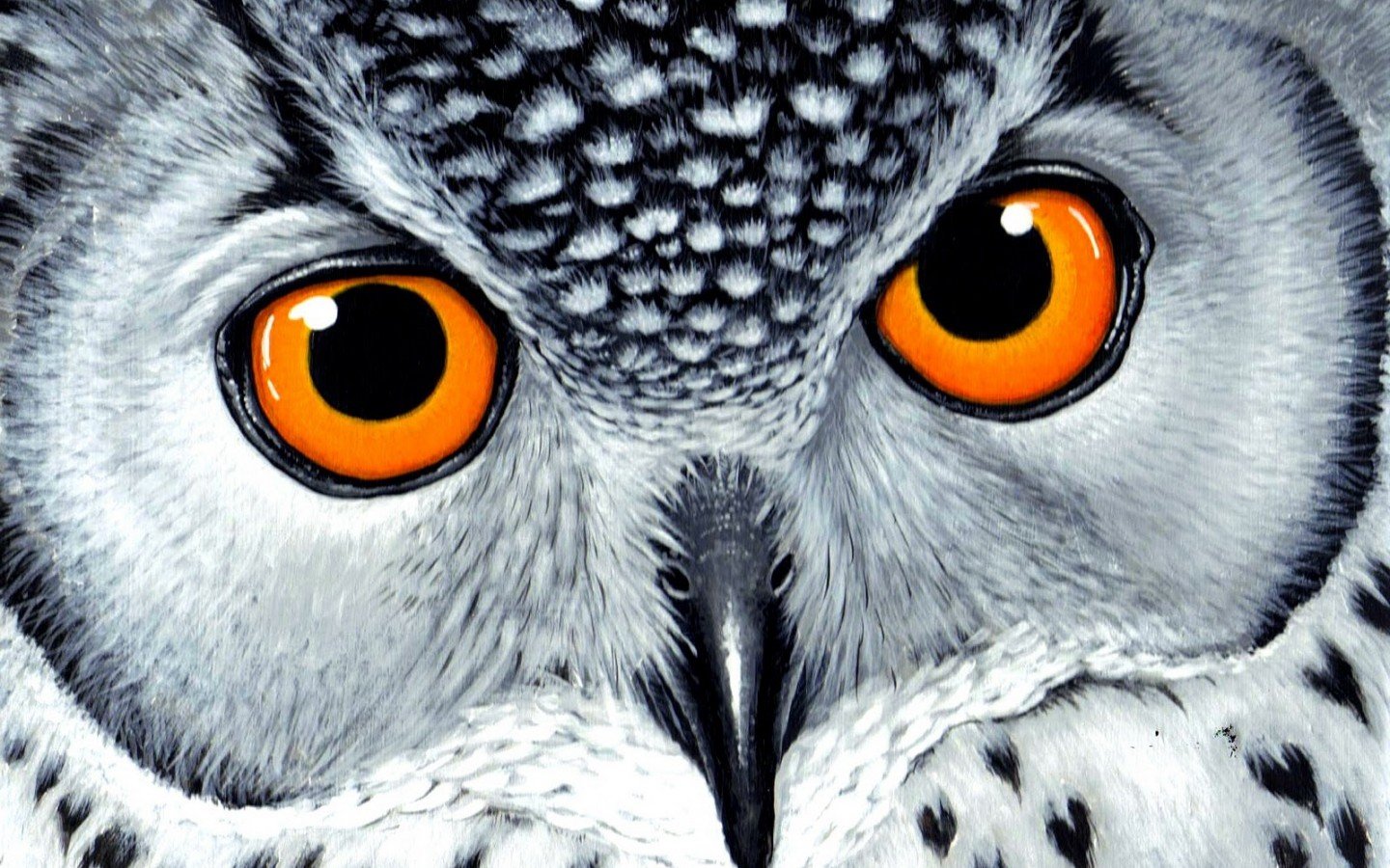Awesome Owl free wallpaper ID:237495 for hd 1440x900 PC
