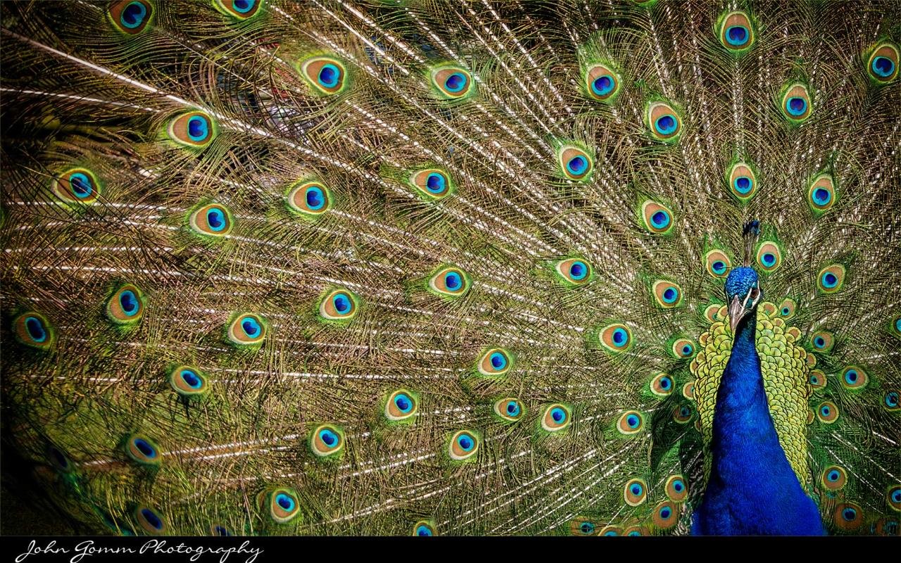 Best Peacock wallpaper ID:151771 for High Resolution hd 1280x800 PC
