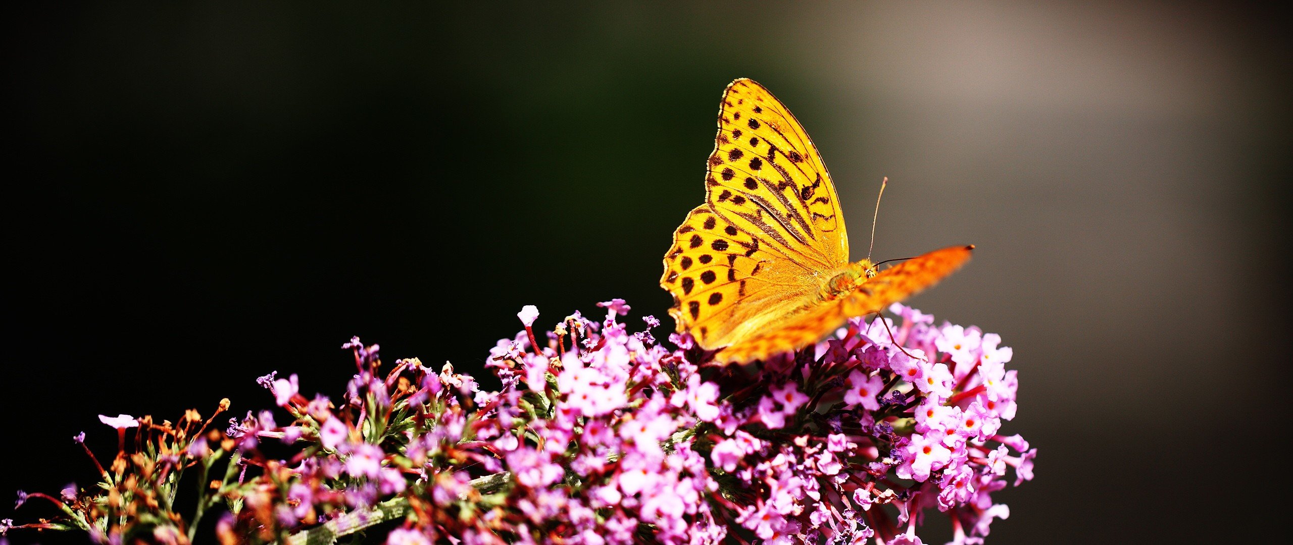 Free Butterfly high quality background ID:168526 for hd 2560x1080 computer