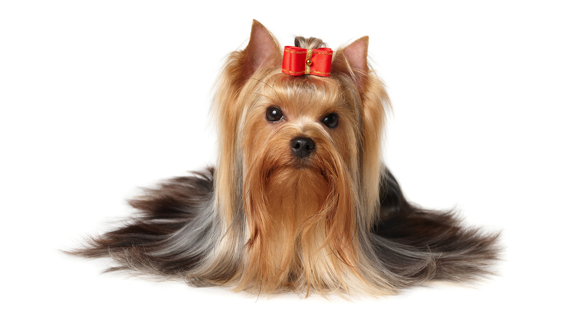 Free download Yorkshire Terrier background ID:110970 full hd 1080p for computer