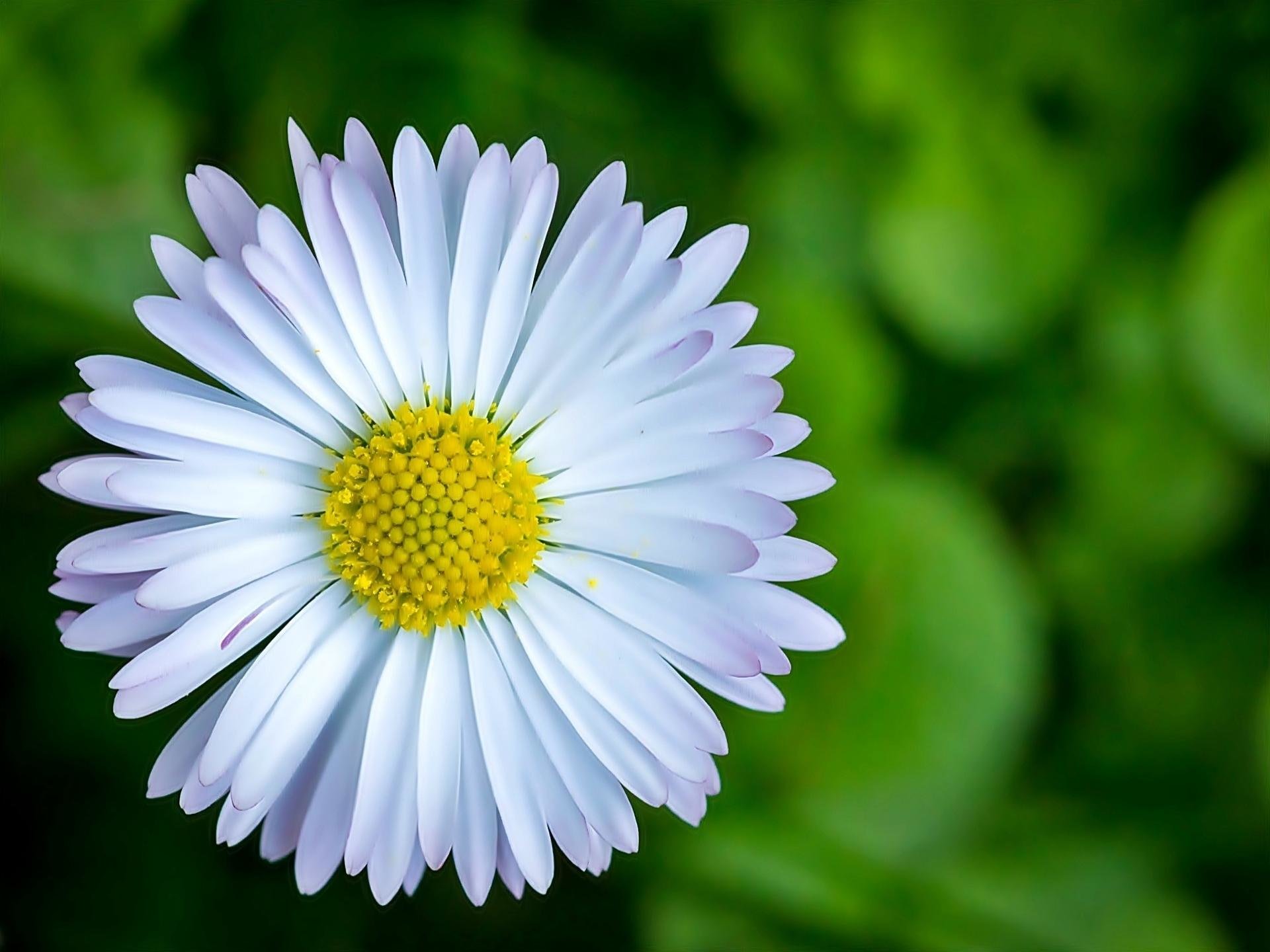 Awesome Daisy free background ID:363161 for hd 1920x1440 desktop