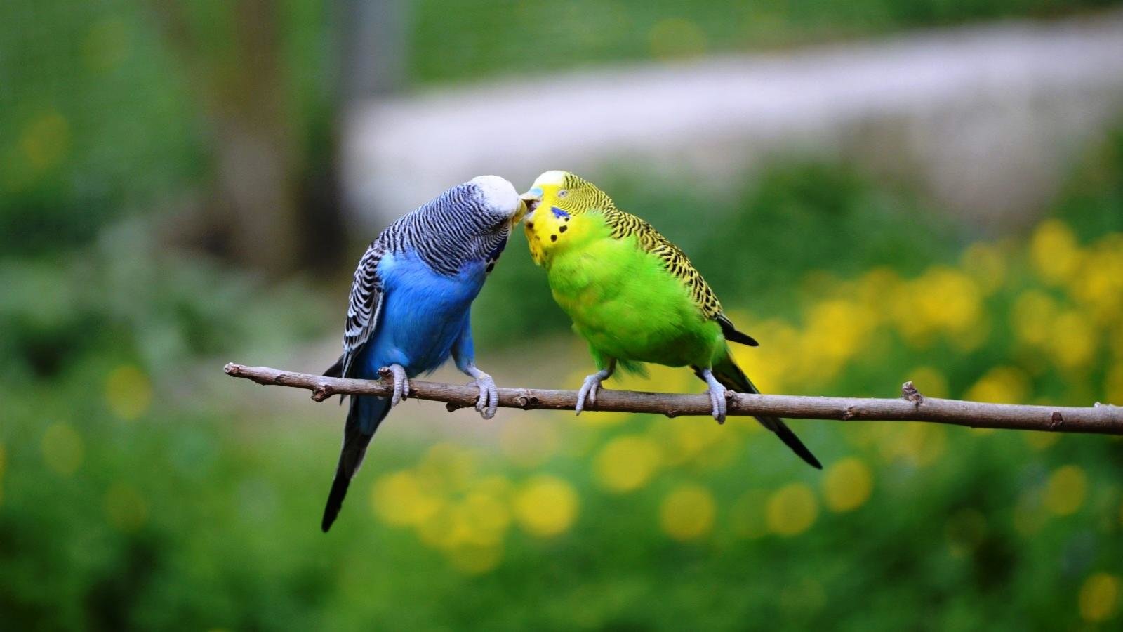 Awesome Budgerigar free background ID:32588 for hd 1600x900 PC
