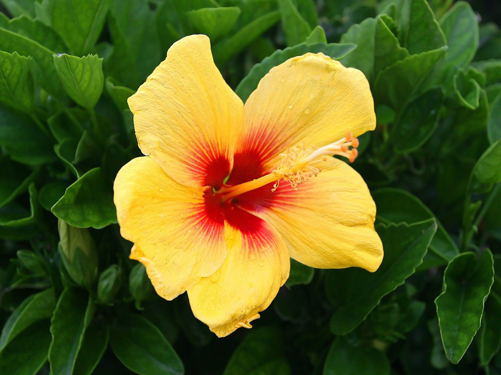 Free download Hibiscus wallpaper ID:24457 hd 1600x1200 for computer