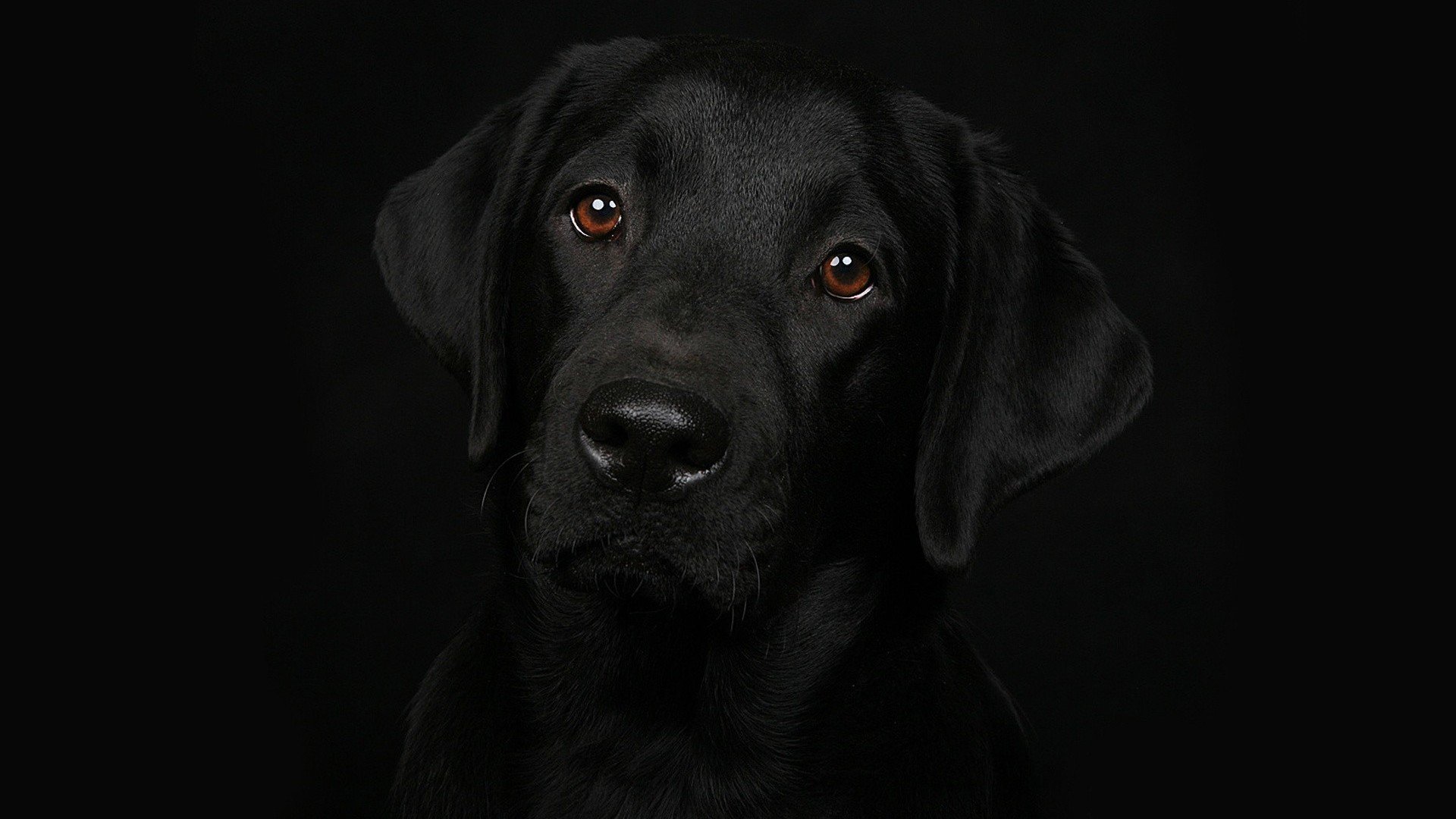 Best Labrador Retriever background ID:47300 for High Resolution 1080p PC