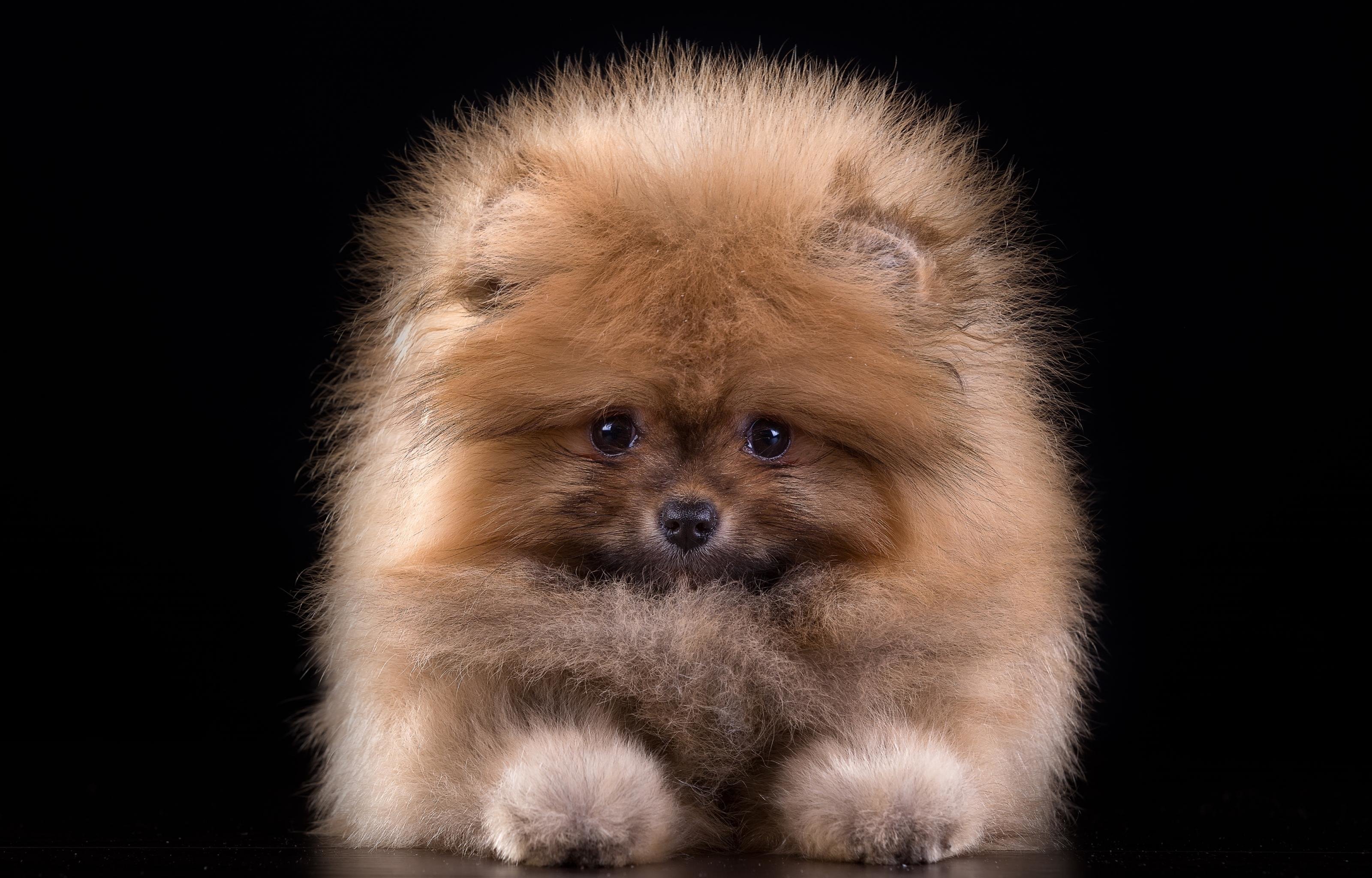 High resolution Pomeranian hd 3200x2048 background ID:184963 for PC