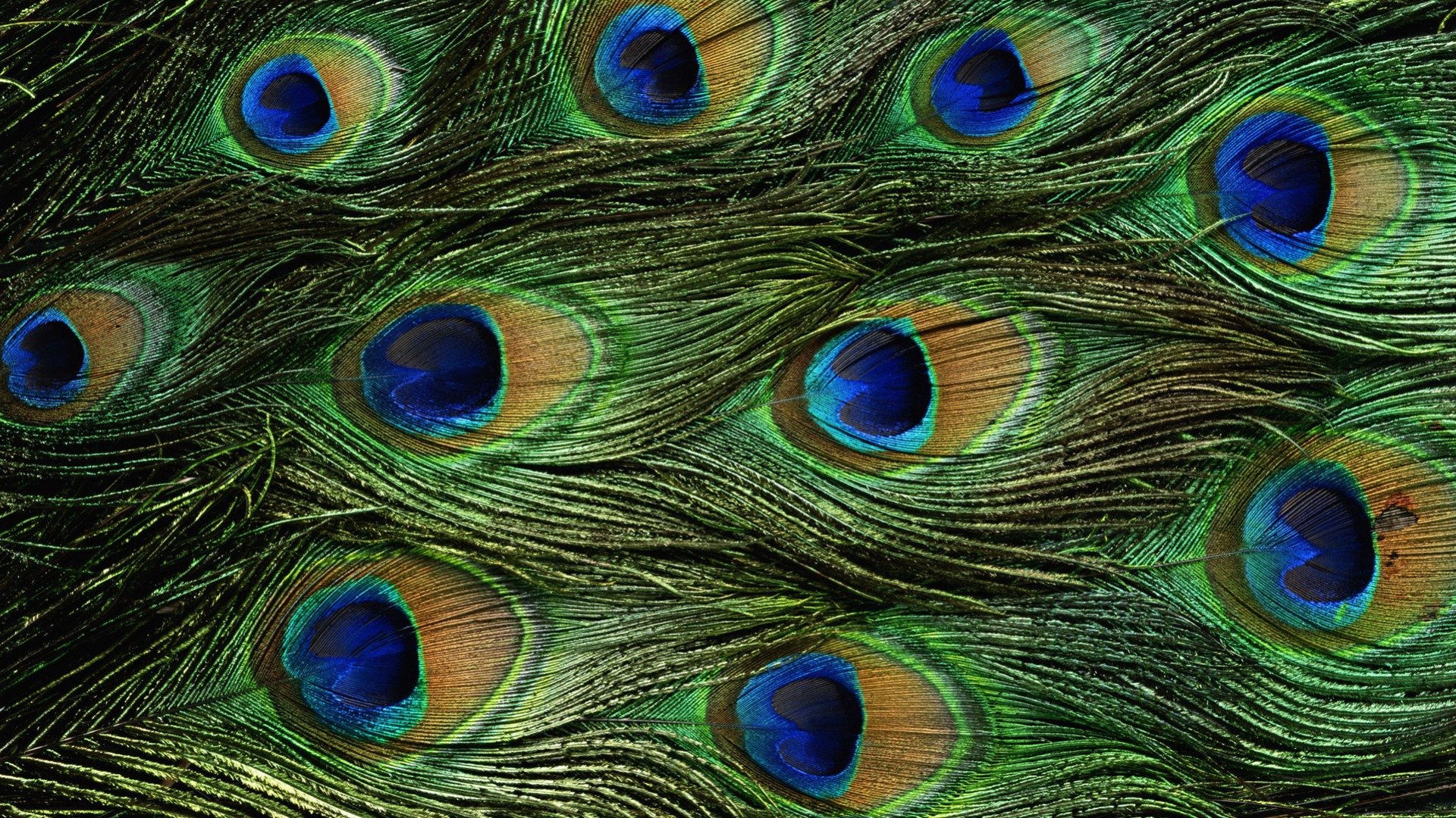 Best Peacock wallpaper ID:151786 for High Resolution hd 1080p PC