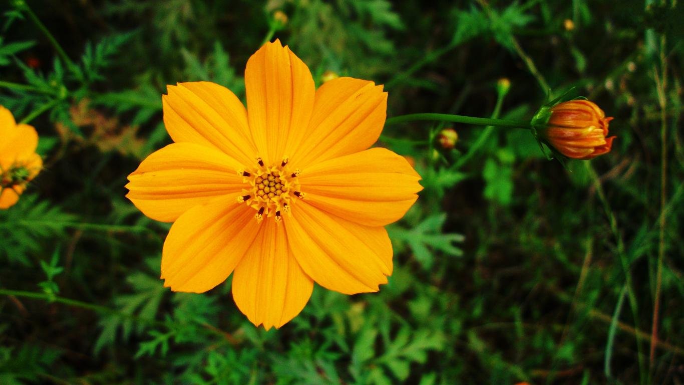 Download hd 1366x768 Yellow Flower PC wallpaper ID:288365 for free