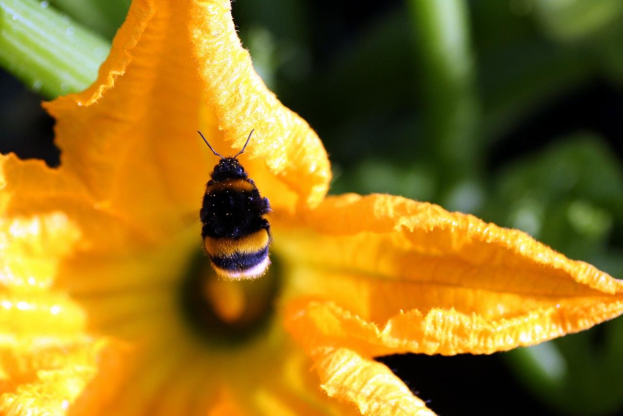 Awesome Bumblebee free wallpaper ID:333984 for hd 1280x854 desktop