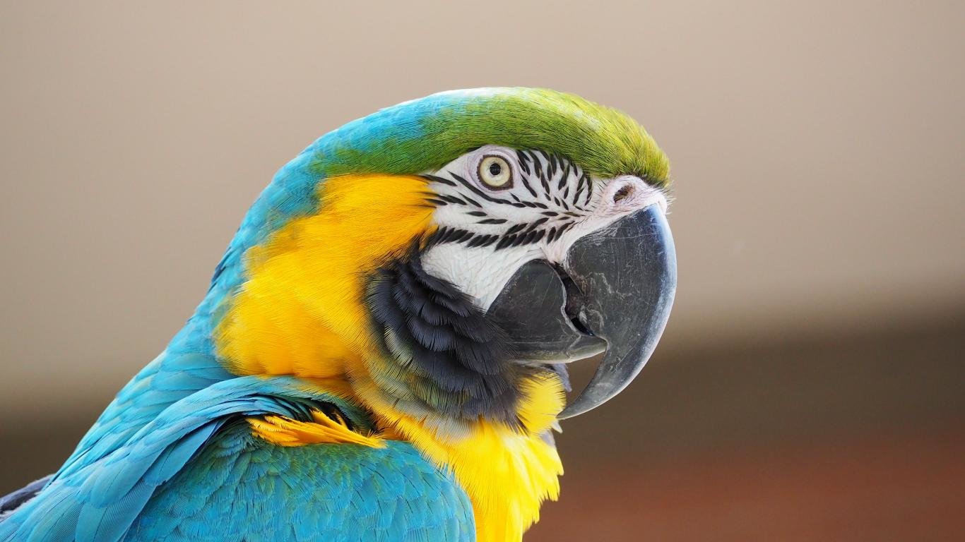 High resolution Macaw 1366x768 laptop background ID:46508 for computer