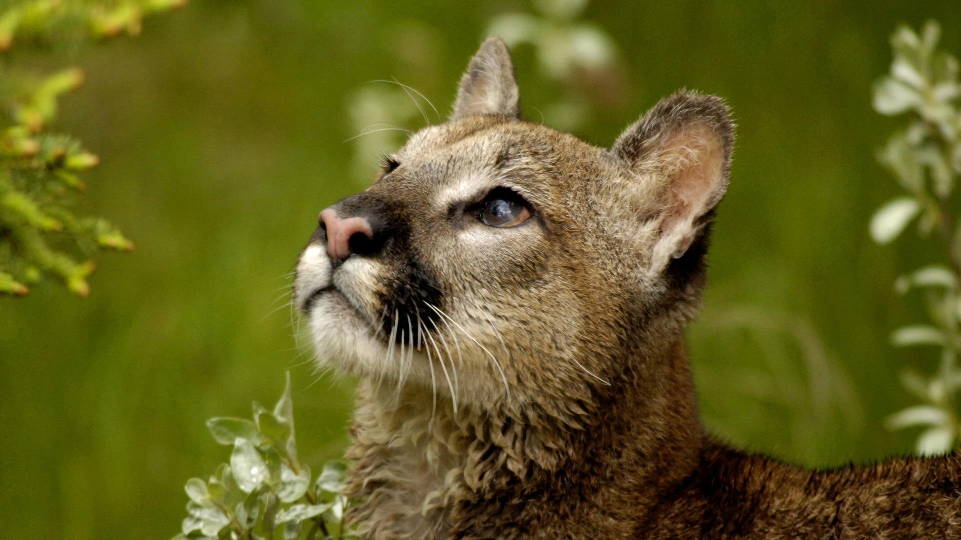 Best Cougar background ID:81775 for High Resolution full hd 1080p computer