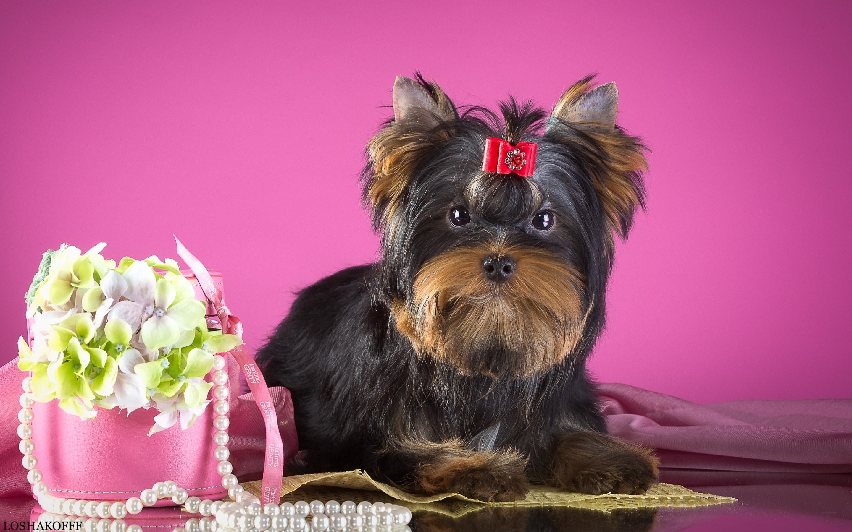 Best Yorkshire Terrier background ID:110968 for High Resolution hd 2880x1800 computer