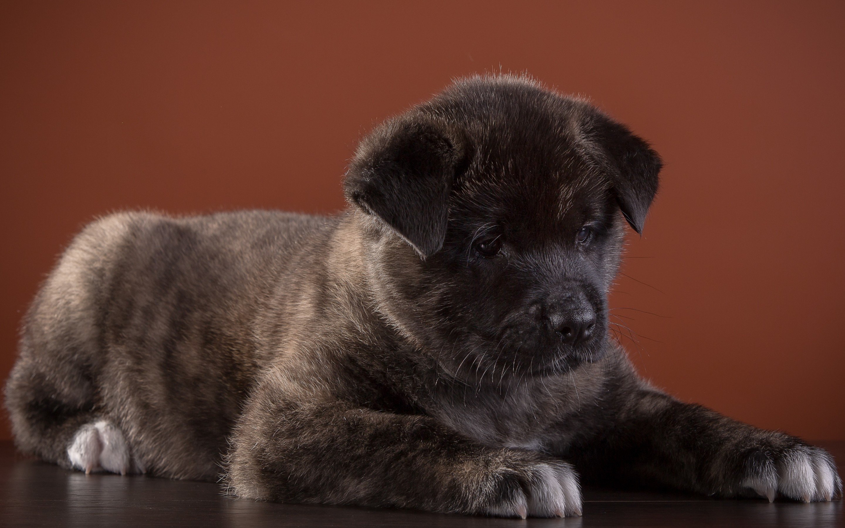 Best Akita background ID:196194 for High Resolution hd 2880x1800 computer