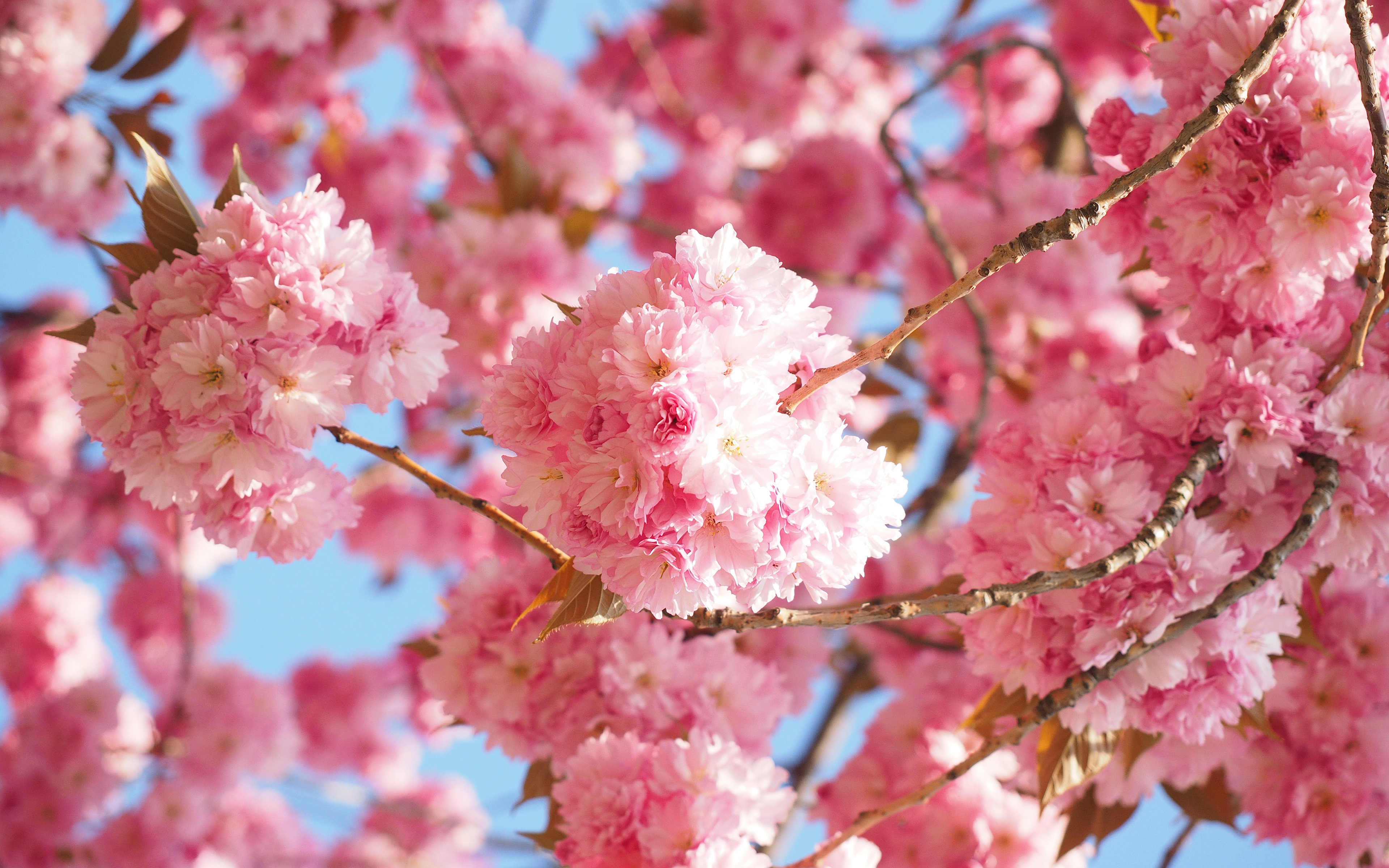 High resolution Sakura tree (Cherry Blossom) hd 3840x2400 background ID:250049 for PC