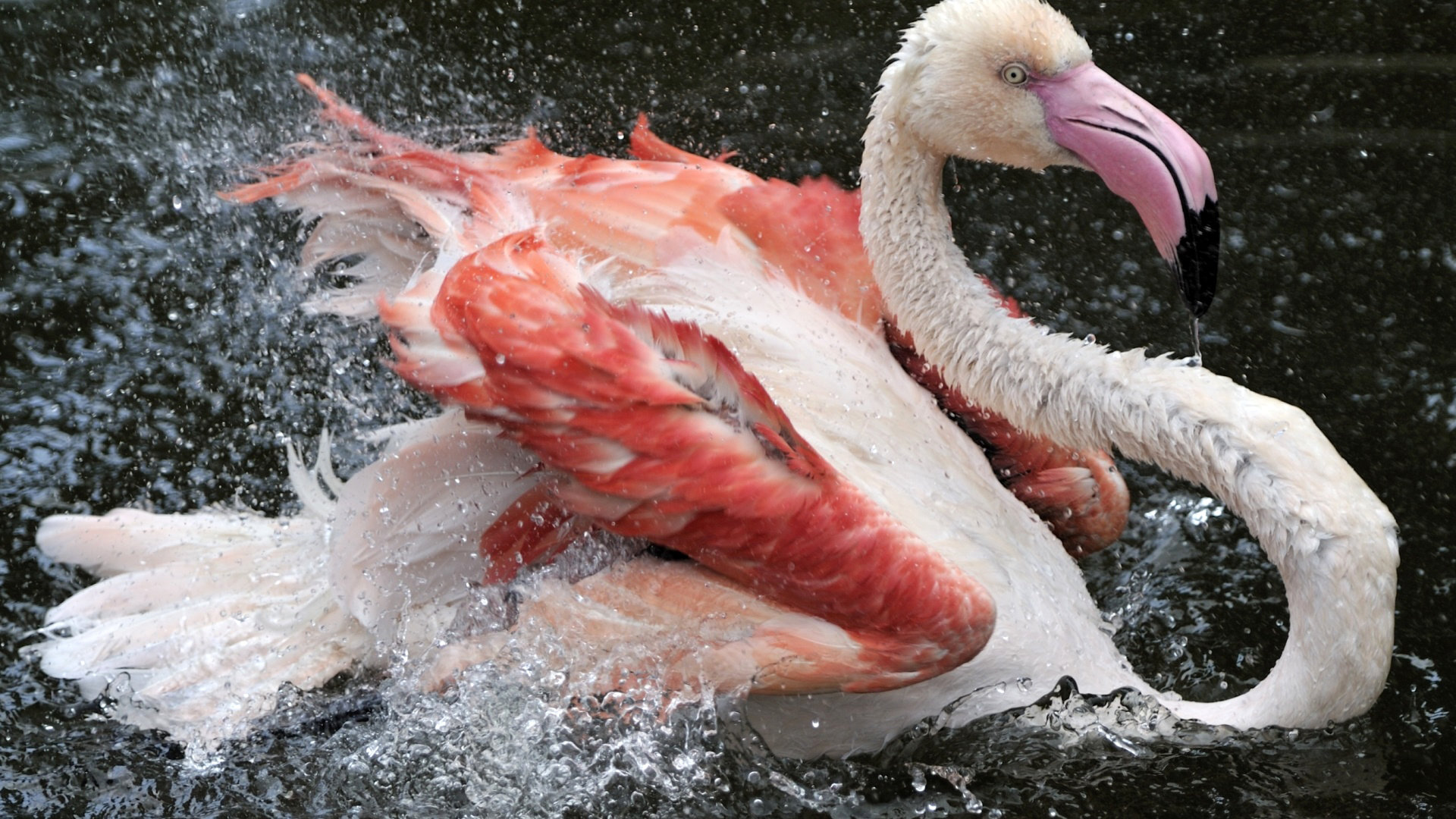 Best Flamingo wallpaper ID:66702 for High Resolution 1080p desktop