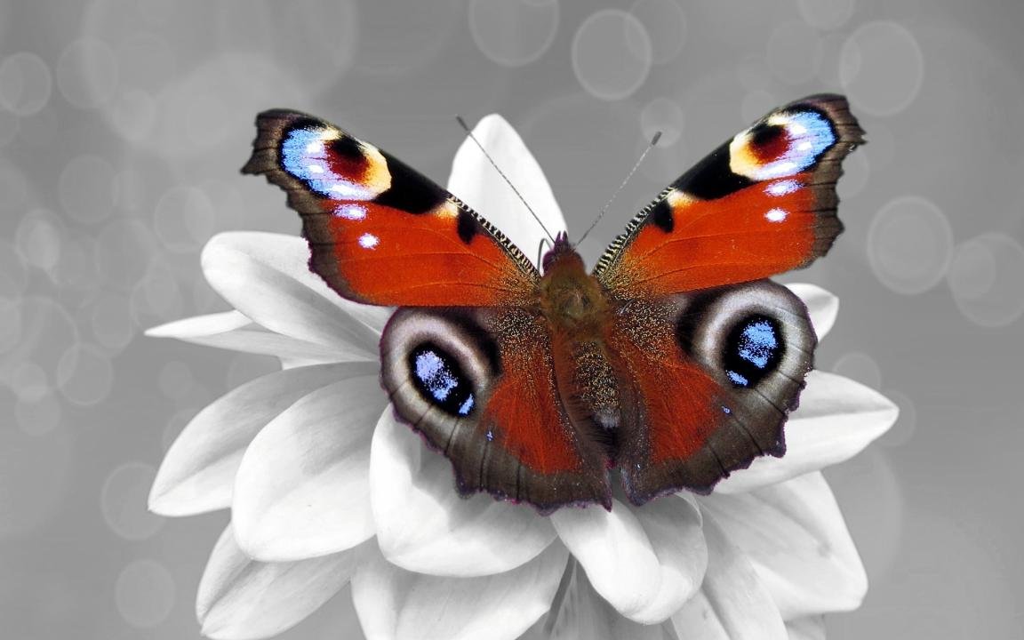 Download hd 1152x720 Butterfly desktop wallpaper ID:168488 for free
