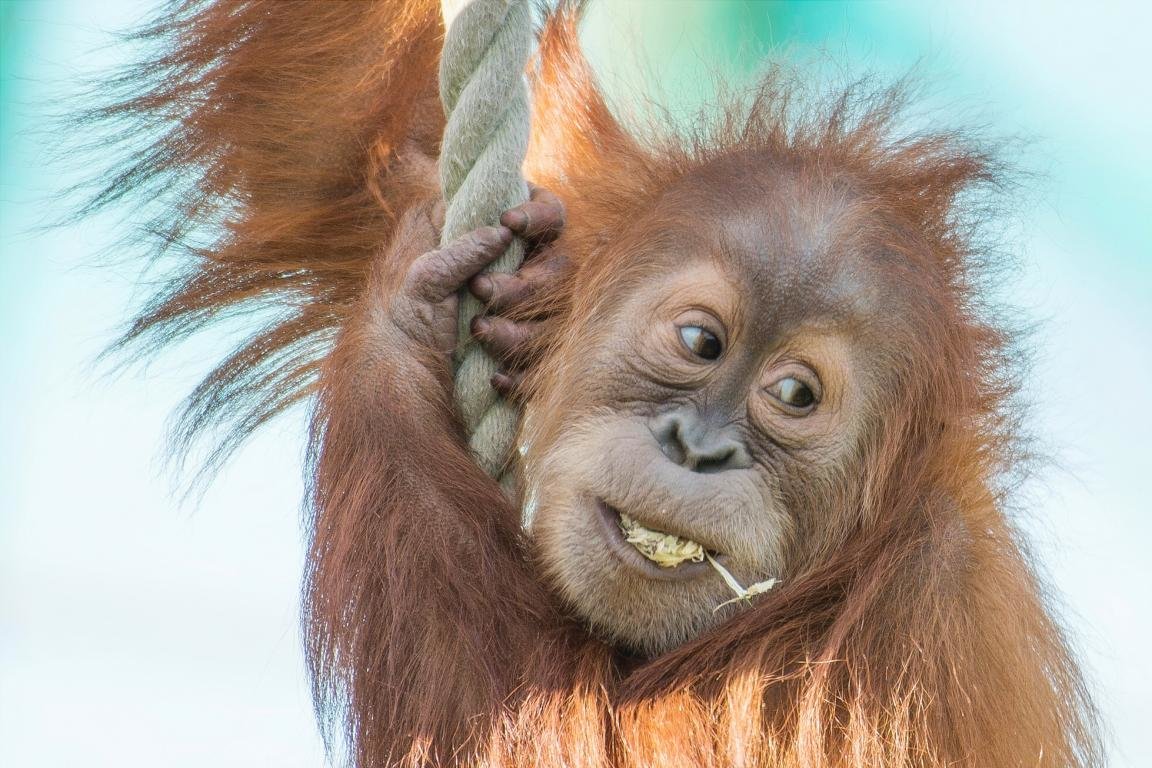 Best Orangutan background ID:70053 for High Resolution hd 1152x768 desktop