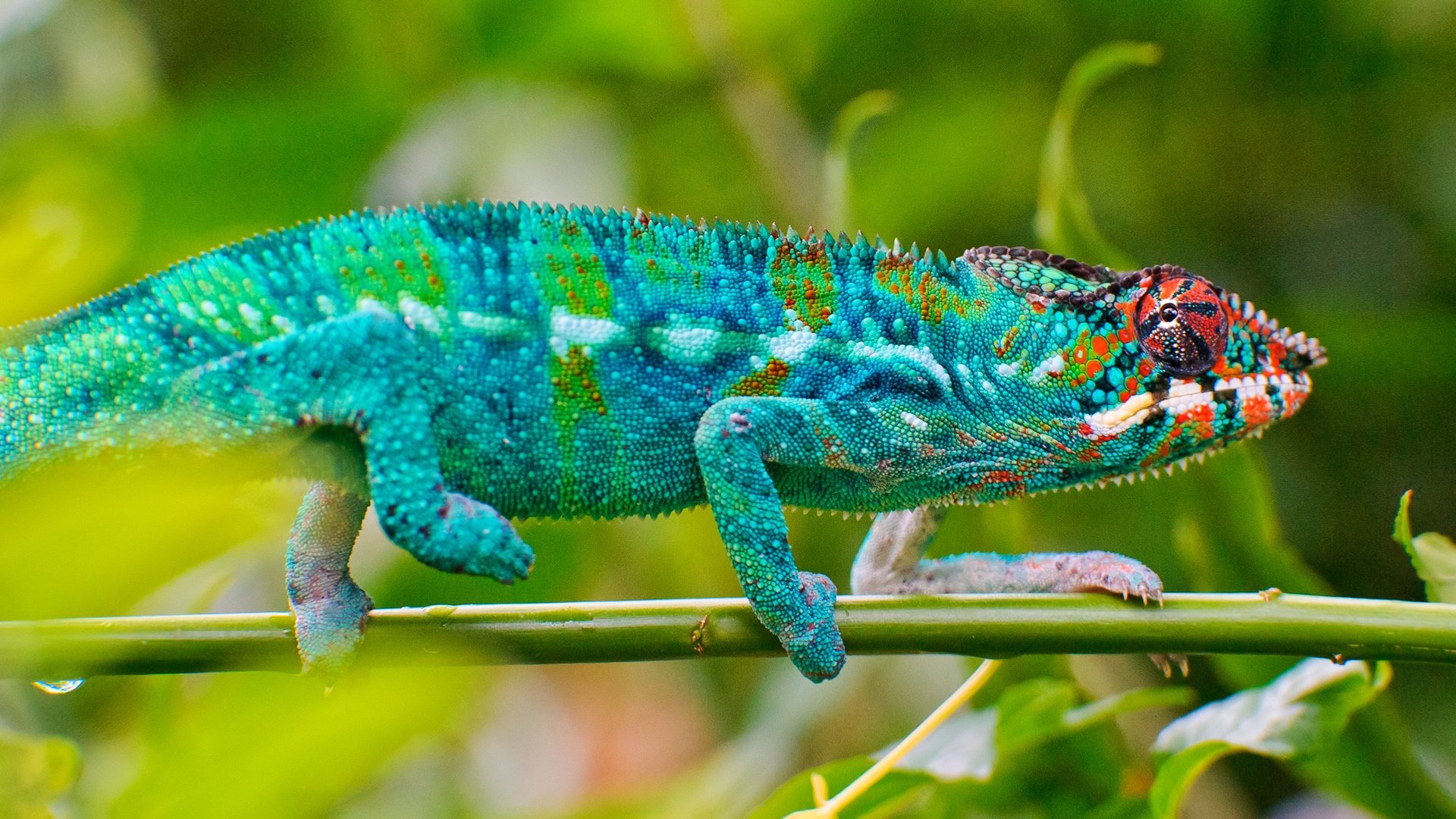 Awesome Chameleon free wallpaper ID:462488 for hd 1920x1080 desktop