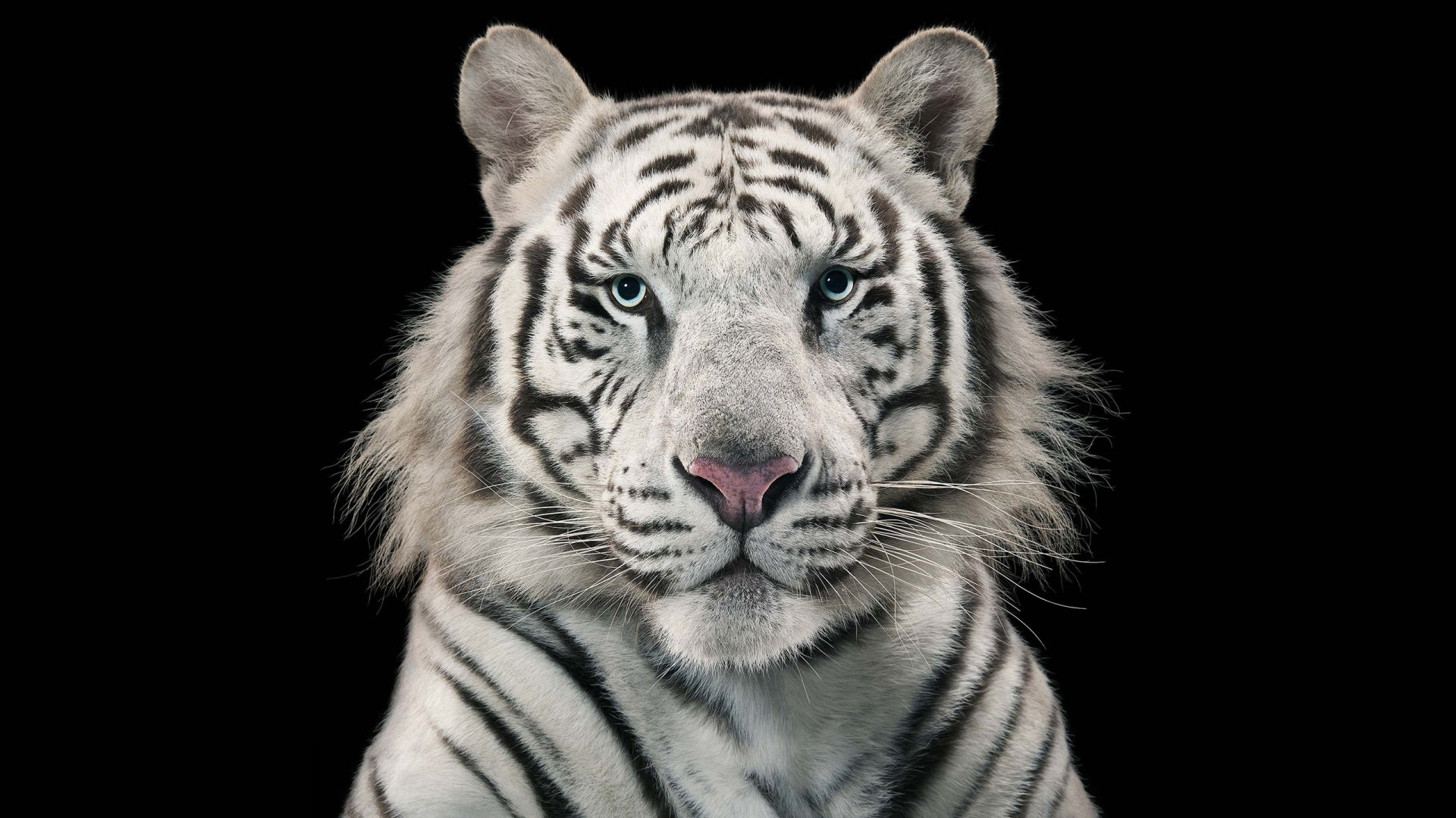 Free White Tiger high quality background ID:174902 for full hd 1080p computer