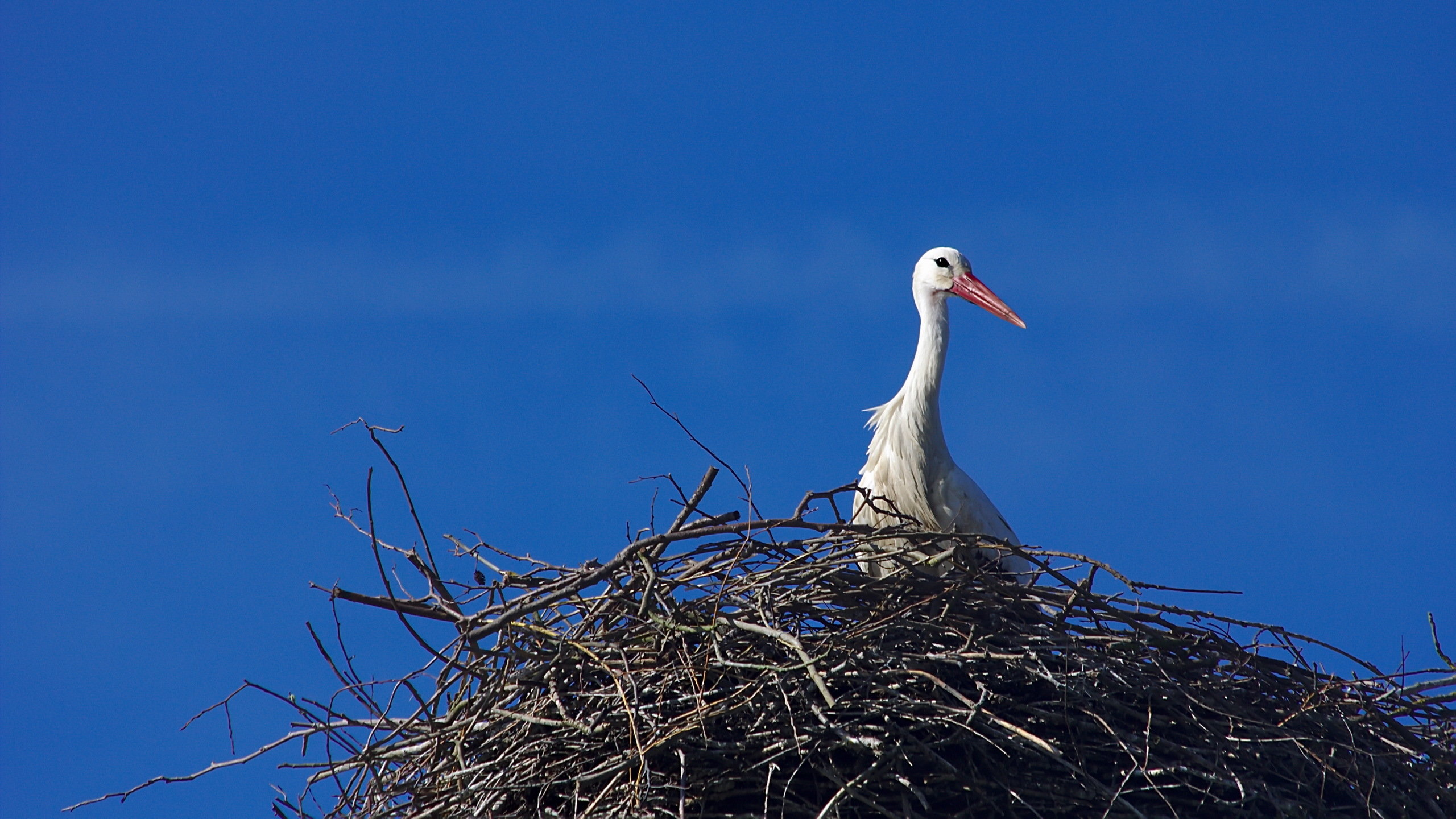 Awesome White Stork free background ID:9606 for hd 2560x1440 PC